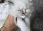 Afroditedolls Saturnus - Ragdoll Kitten For Sale - 