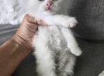 Afroditedolls Venus - Ragdoll Kitten For Sale - Bradenton&comma; FL&comma; US