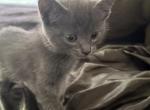 Russian Blues To You - Russian Blue Kitten For Sale - Charlotte&comma; NC&comma; US