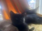 Sweet boy - Siamese Kitten For Sale - 