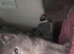 Beautiful Siamese kittens - Siamese Kitten For Sale - Dearborn Heights&comma; MI&comma; US