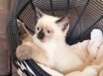 LUNA - Siamese Kitten For Sale - Maclean&comma; VA&comma; US