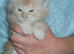 Red Silver Ragcoons - Ragdoll Kitten For Sale - Souderton&comma; PA&comma; US