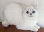 Sky British Shorthair blue eyed boy - British Shorthair Kitten For Sale - 