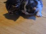 Sugars Munchies - Munchkin Kitten For Sale - Denver&comma; CO&comma; US
