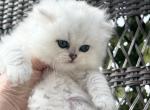 Zephyr - British Shorthair Kitten For Sale - 