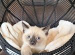 TOMMY - Siamese Kitten For Sale - 