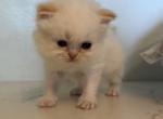 Easter Lily - Himalayan Kitten For Sale - Palm Coast&comma; FL&comma; US