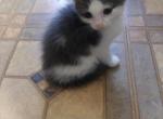 Smokey - Domestic Kitten For Adoption - Phila&comma; PA&comma; US