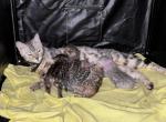 Storm and Simba's litter - Bengal Kitten For Sale - Tallahassee&comma; FL&comma; US