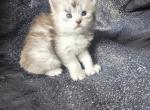 cade - Maine Coon Kitten For Sale - Campbell&comma; NY&comma; US