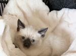 TOMMY - Siamese Kitten For Sale - Maclean&comma; VA&comma; US