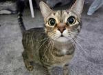 Kleopatra - Domestic Cat For Sale - Bristol&comma; CT&comma; US