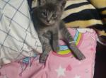 One grey kitten - Domestic Kitten For Sale - 