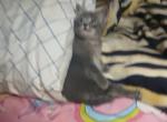 One all grey kitten - Domestic Kitten For Adoption - 