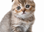 Scottish Fold Kittens - Scottish Fold Kitten For Sale - IL&comma; US