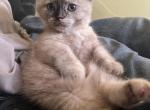 Miss Marbles - Munchkin Kitten For Sale - West Branch&comma; MI&comma; US