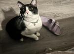 Yumi - Domestic Cat For Adoption - Duluth&comma; GA&comma; US