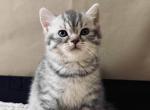 Scott - Scottish Straight Kitten For Sale - Manassas Park&comma; VA&comma; US