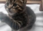 Tipper - Maine Coon Kitten For Sale - Littleton&comma; NH&comma; US