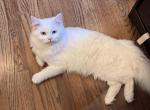 Nicky - Persian Kitten For Sale - Basking Ridge&comma; NJ&comma; US