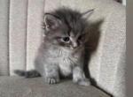 Beautiful kitten ready for a home - American Longhair Kitten For Sale - Dearborn Heights&comma; MI&comma; US