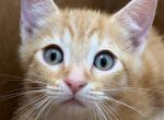 Sweetheart - Domestic Kitten For Sale - 