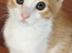 Sweetie - American Shorthair Kitten For Sale - Meadowbrook&comma; AL&comma; US