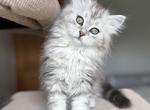 Hope - Siberian Kitten For Sale - Prospect Heights&comma; IL&comma; US