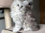 Hailey - Siberian Kitten For Sale - Prospect Heights&comma; IL&comma; US