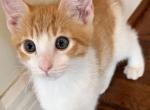 Gorgeous - Domestic Kitten For Sale - 