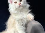 Ready To Travel Aurora Belle - Maine Coon Kitten For Sale - NY&comma; US