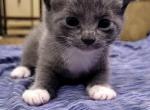 Eloise & Dobby's babies - British Shorthair Kitten For Sale - Cushing&comma; TX&comma; US