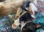 Kitty - Domestic Kitten For Adoption - Tracy&comma; CA&comma; US