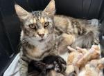 Chanel litter - Maine Coon Kitten For Sale - Wilmington&comma; DE&comma; US