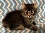 Highlander kity 1f - Highlander Kitten For Sale - Goshen&comma; AL&comma; US