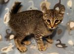 Highlander kity 5j - Highlander Kitten For Sale - 