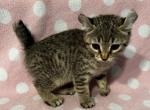 Highlander kity 5g - Highlander Kitten For Sale - Goshen&comma; AL&comma; US