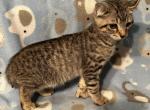 Highlander kity3d - Highlander Kitten For Sale - Goshen&comma; AL&comma; US