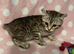 Highlander kity 2g - Highlander Kitten For Sale - Goshen&comma; AL&comma; US