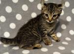 Highlander kity 2m - Highlander Kitten For Sale - Goshen&comma; AL&comma; US