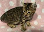 Highlander kity 1g - Highlander Kitten For Sale - Goshen&comma; AL&comma; US