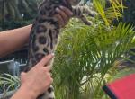 Flora - Bengal Kitten For Adoption - 