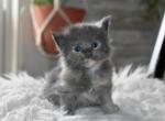 Maine Coons Ready Now TICA Registered - Maine Coon Kitten For Adoption - Manchester&comma; NH&comma; US