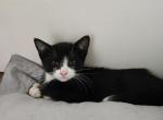 Mitts - Domestic Kitten For Sale - 