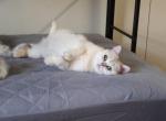 Cloud Half off summer sale - British Shorthair Cat For Sale - Elmhurst&comma; NY&comma; US