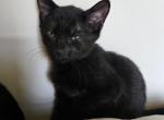 Pounce - Domestic Kitten For Sale - 