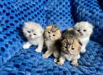 Litter of four - Scottish Fold Kitten For Sale - Kent&comma; WA&comma; US