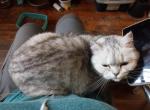 Sweetie Half off sale now - British Shorthair Cat For Sale - Elmhurst&comma; NY&comma; US