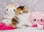 Show Quality Calico Female - Persian Kitten For Sale - 